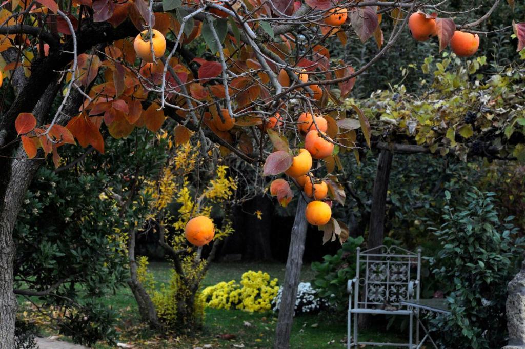 Locanda Ilune Pitigliano Eksteriør bilde